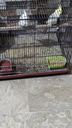 cockatiel breeder pair