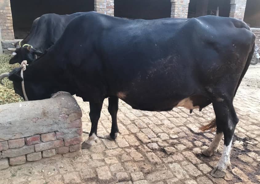 jersey cow for sale 4th soa 0