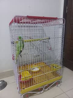 ringneck parrot for sale 0