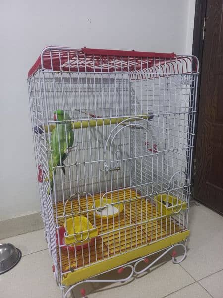 ringneck parrot for sale 0