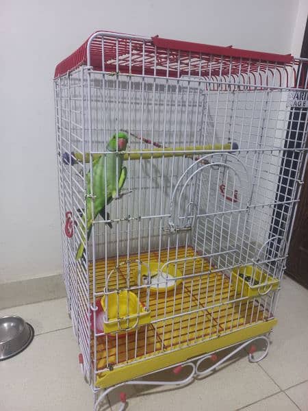 ringneck parrot for sale 1