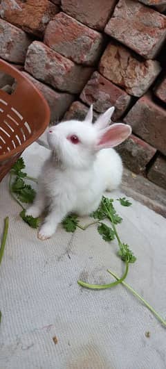 White Red Eyes Rabbit bunnies pair /rabbit babies