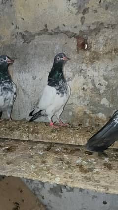 Teddy pigeon pathy pathia