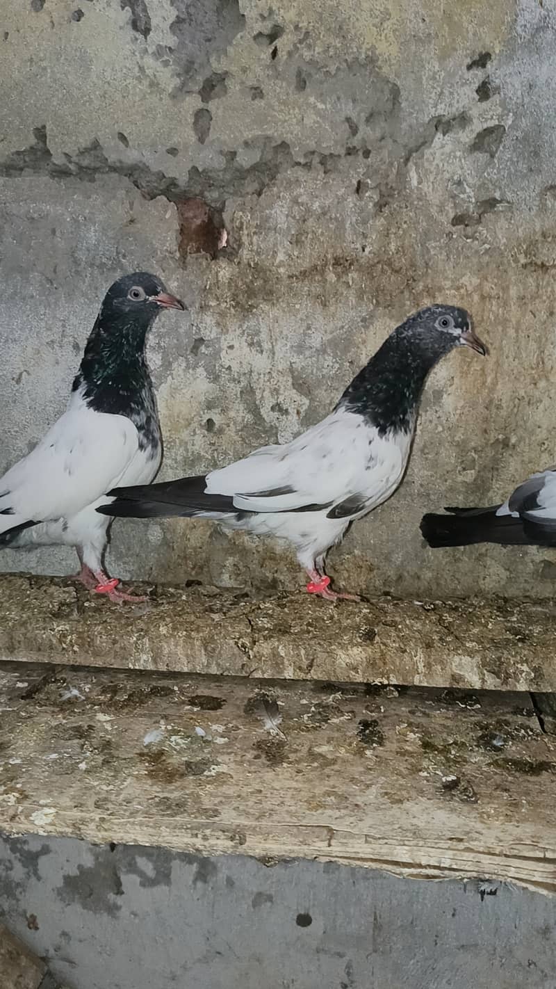 Teddy pigeon pathy pathia 5