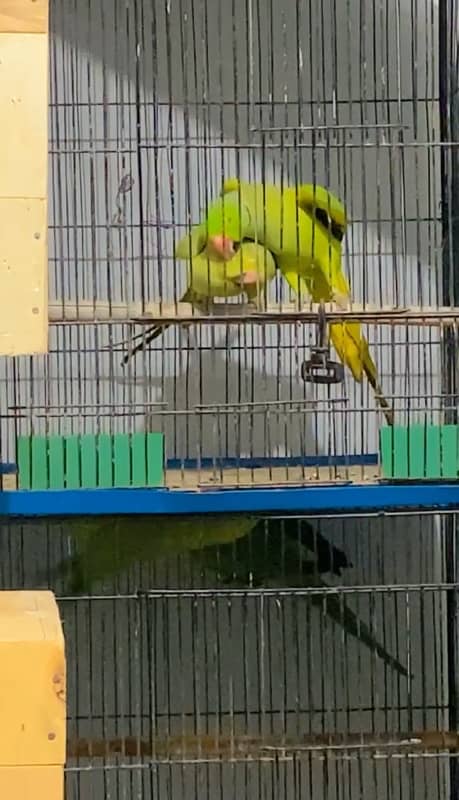 ringneck breeder pair available ready to breed 1