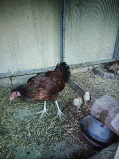 Aseel hen with 2 chicks