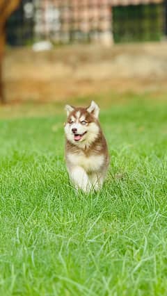 Siberian husky puppi