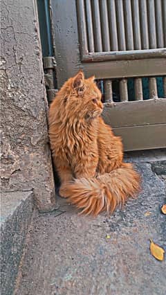 persian triple coated cat