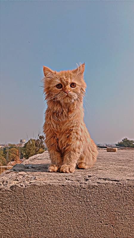 persian triple coated cat 1