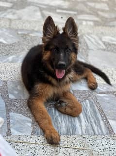 German shepherd female puppy available for sale