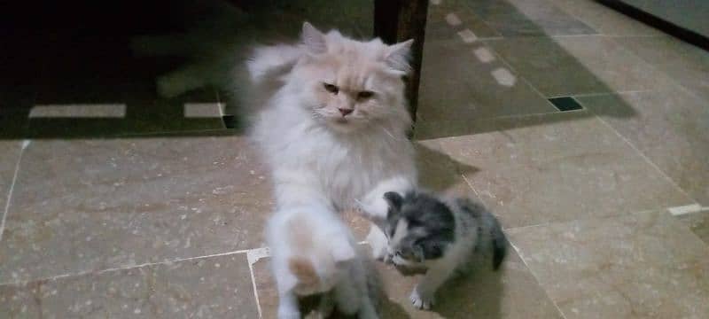 Persian cat triple coat with 2 kittens 2