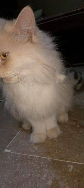 Persian cat triple coat with 2 kittens 6