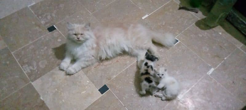 Persian cat triple coat with 2 kittens 7