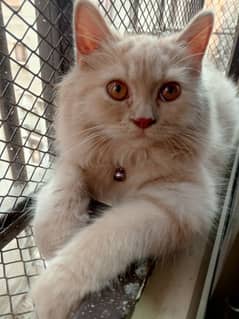 persian female cat sale