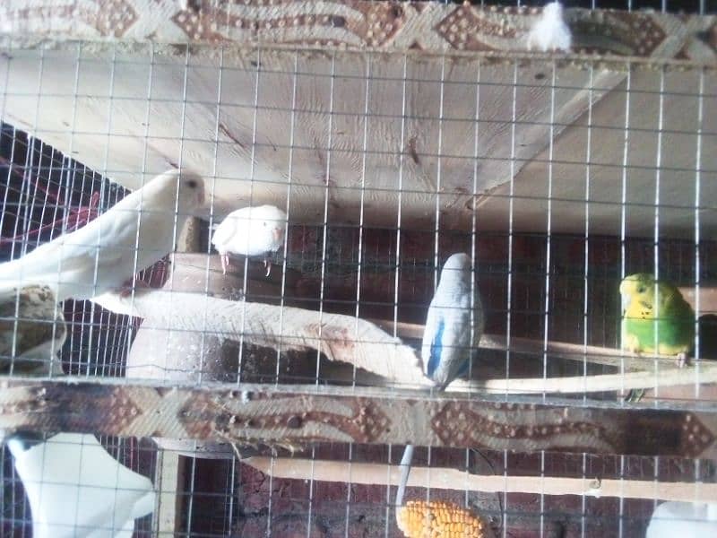 1 cockatiel or 1lovebird or 5pair bugre red eyes 1