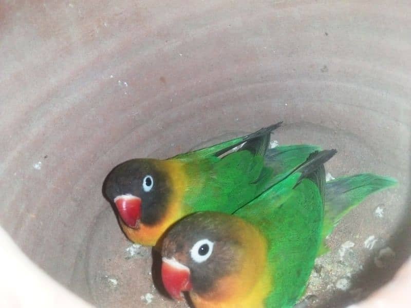 1 cockatiel or 1lovebird or 5pair bugre red eyes 2