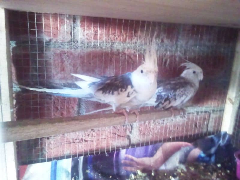 1 cockatiel or 1lovebird or 5pair bugre red eyes 4