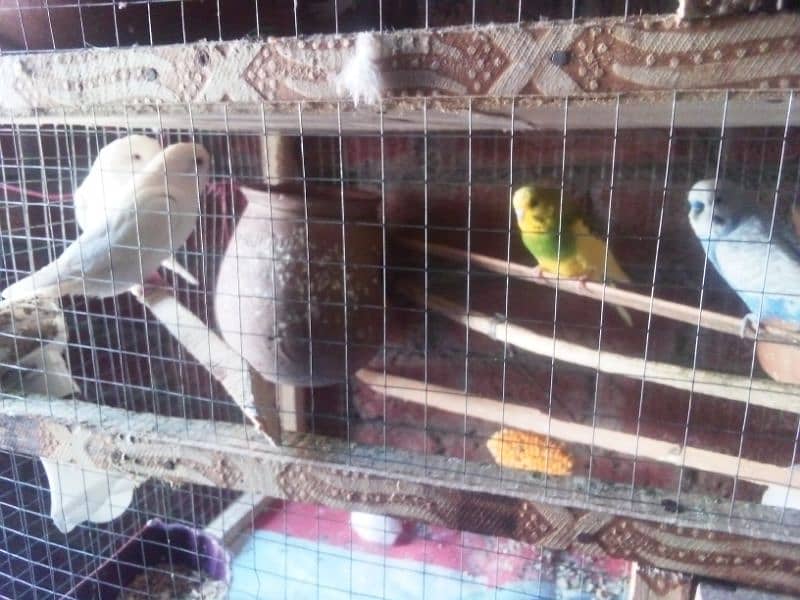 1 cockatiel or 1lovebird or 5pair bugre red eyes 5