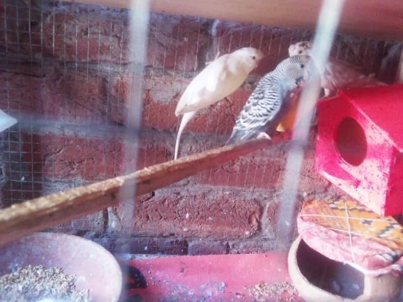 1 cockatiel or 1lovebird or 5pair bugre red eyes 7