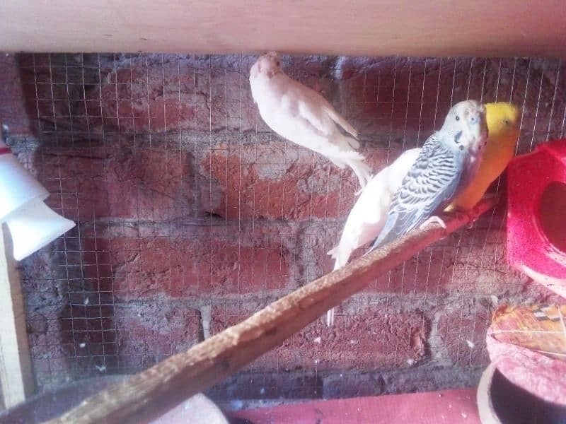 1 cockatiel or 1lovebird or 5pair bugre red eyes 8