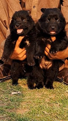 black Garman Shepard Male female 2 month for sale