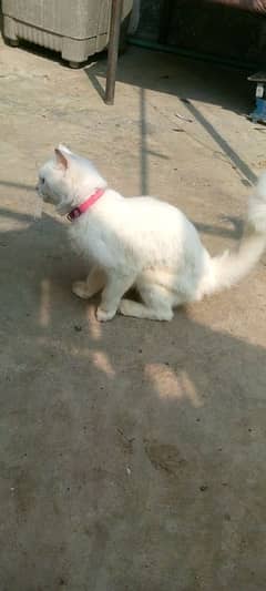 white Persian male cat