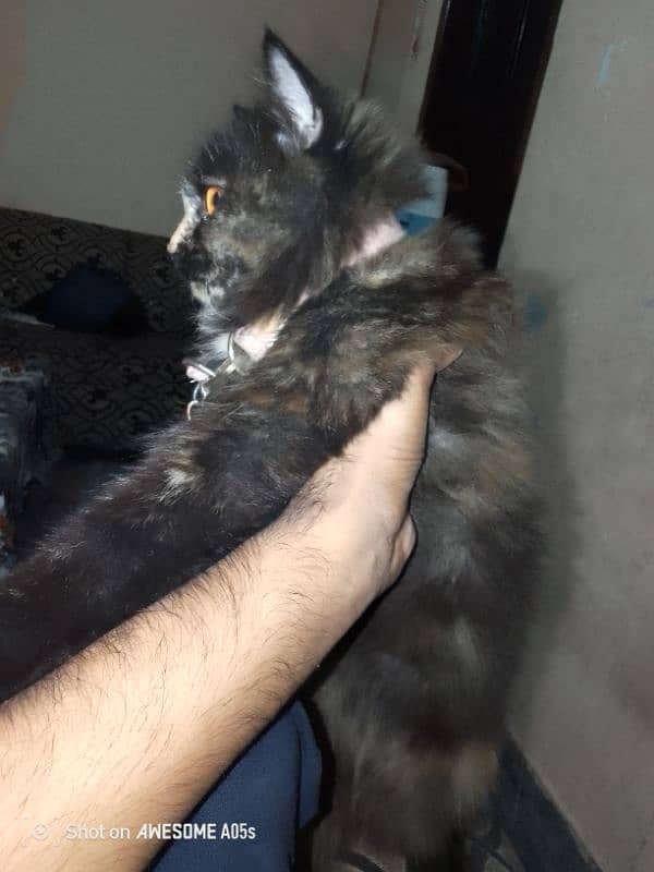 Persian Kitten triple coated 0