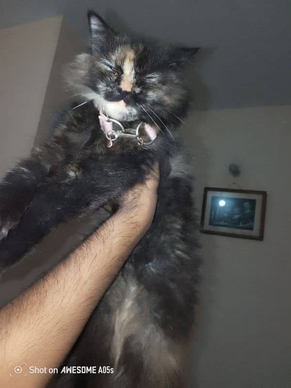 Persian Kitten triple coated 3