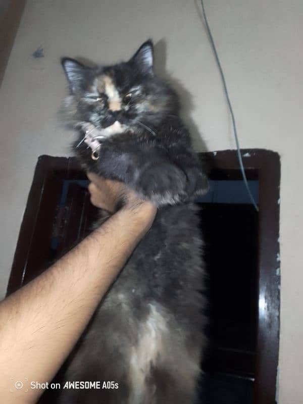 Persian Kitten triple coated 4