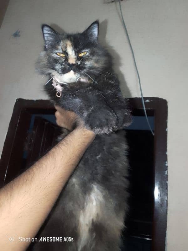 Persian Kitten triple coated 5