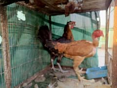 Misri & Aseel Female Hens