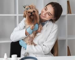 office boy for pets clinic