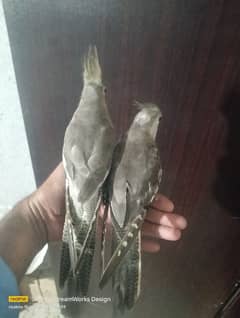 Hand Tame Cockatiel Parrot