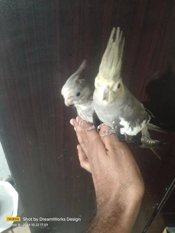 Hand Tame Cockatiel Parrot 1