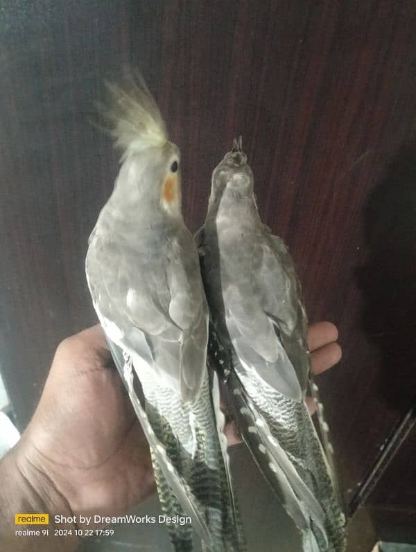 Hand Tame Cockatiel Parrot 2