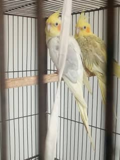 2 pair of cockatiel birds available for sale