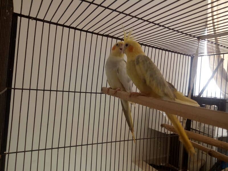 2 pair of cockatiel birds available for sale 1