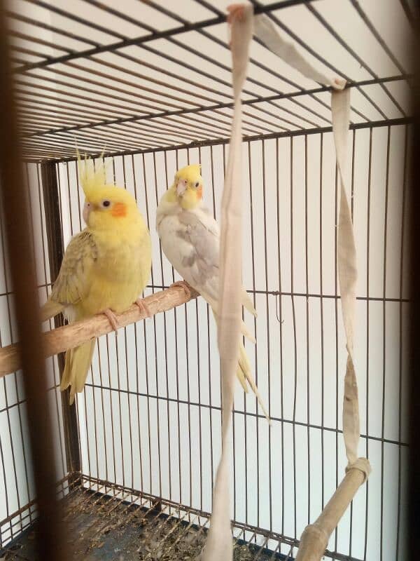 2 pair of cockatiel birds available for sale 2