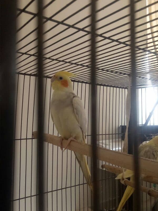 2 pair of cockatiel birds available for sale 3