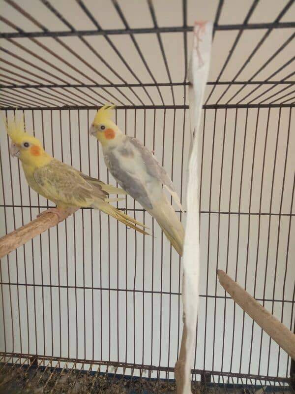 2 pair of cockatiel birds available for sale 4