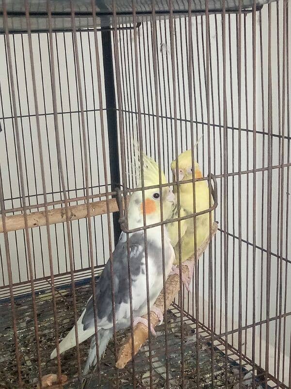 2 pair of cockatiel birds available for sale 5