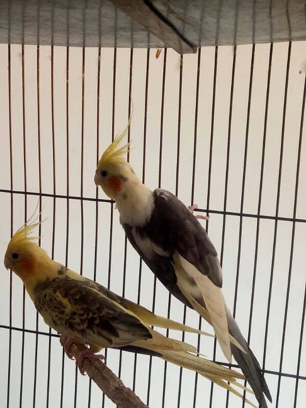 2 pair of cockatiel birds available for sale 6