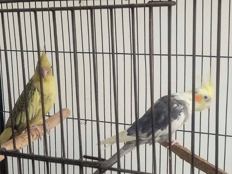 2 pair of cockatiel birds available for sale 7