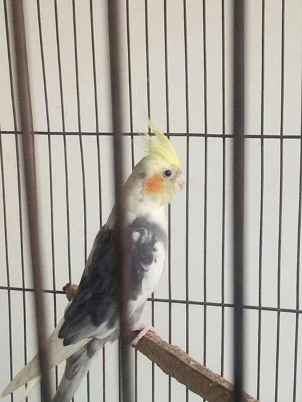 2 pair of cockatiel birds available for sale 8