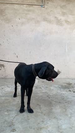 labrador