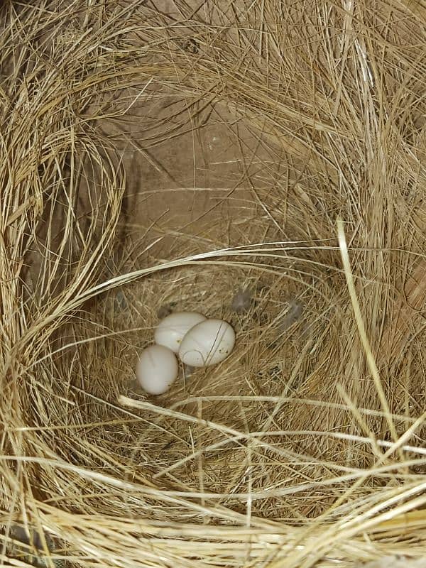 Albino Black Eyes Split BREEDER pair ||albino||parrot||lovebirds 1