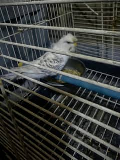 parrot for sale pair he with cage