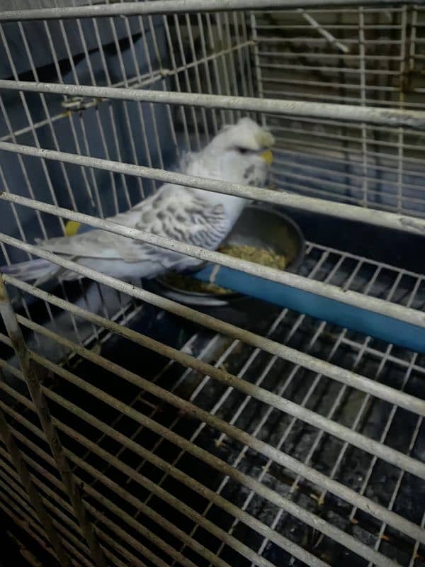 parrot for sale pair he with cage 0