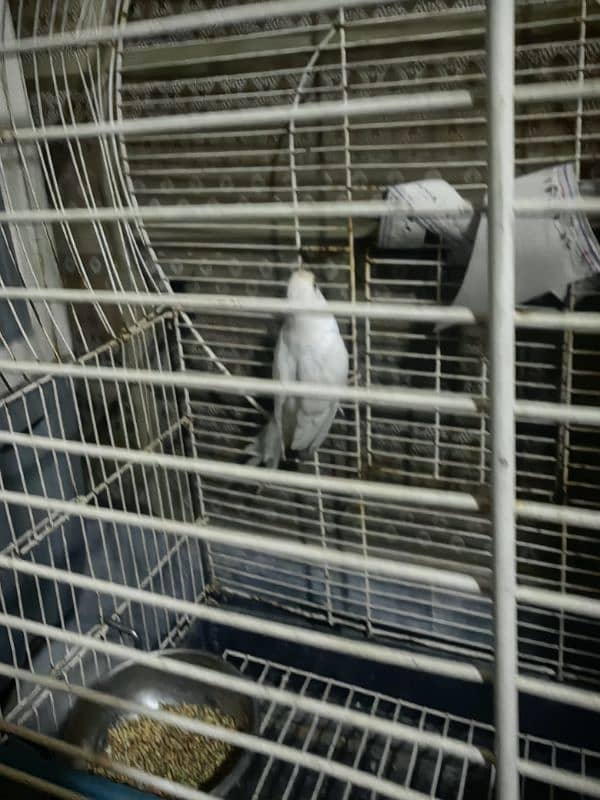 parrot for sale pair he with cage 1