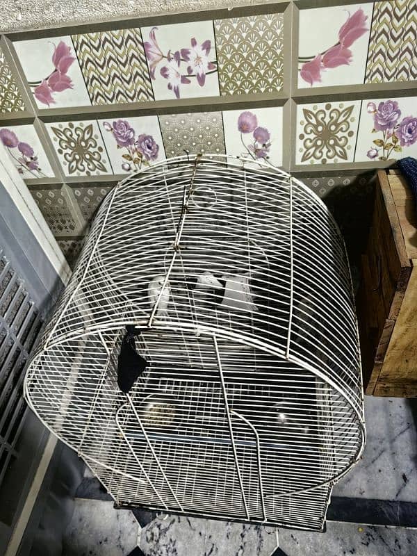 parrot for sale pair he with cage 2